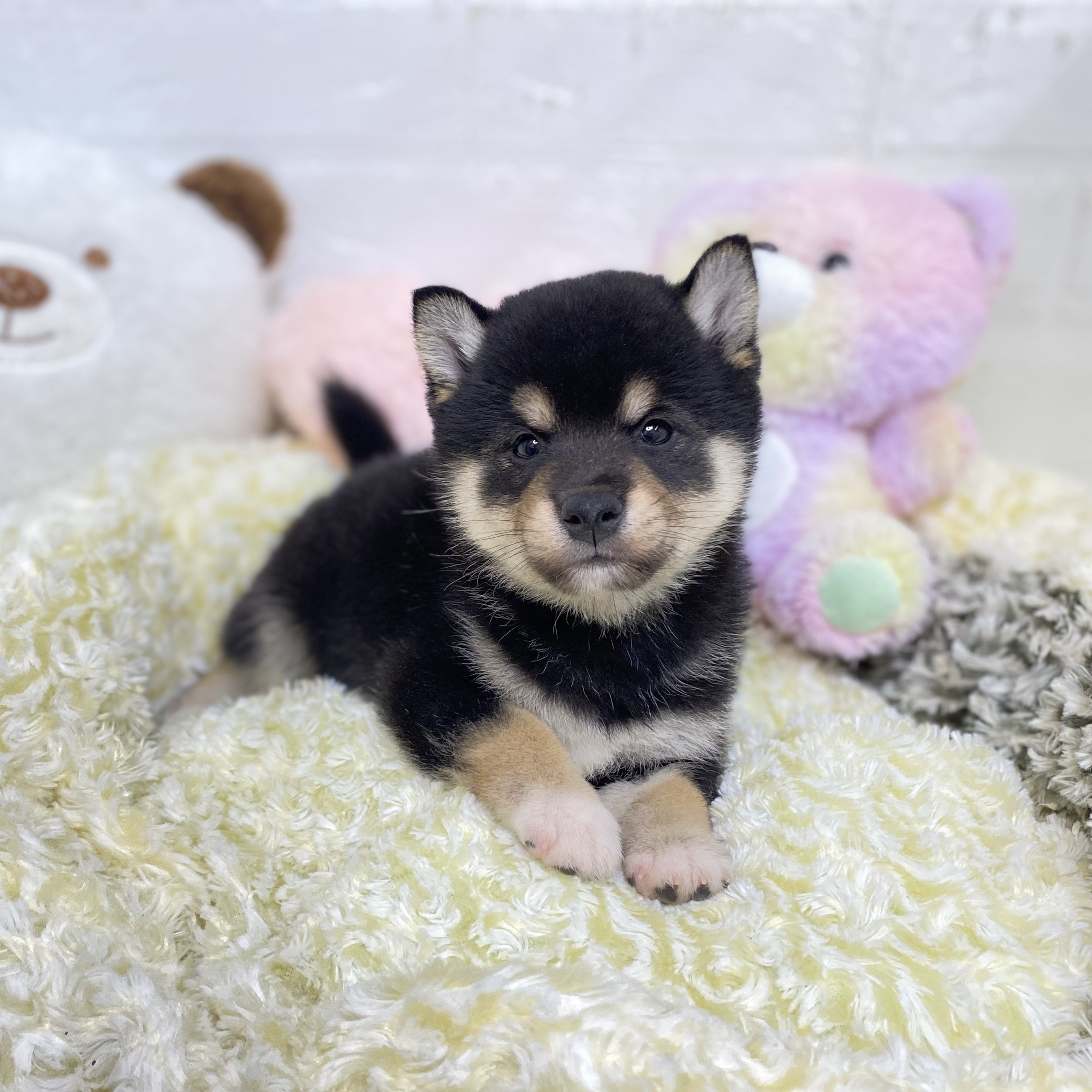 長野県の柴犬(標準サイズ) (犬の家＆猫の里長野店/2025年8月19日生まれ/男の子/黒)の子犬の2枚目の画像