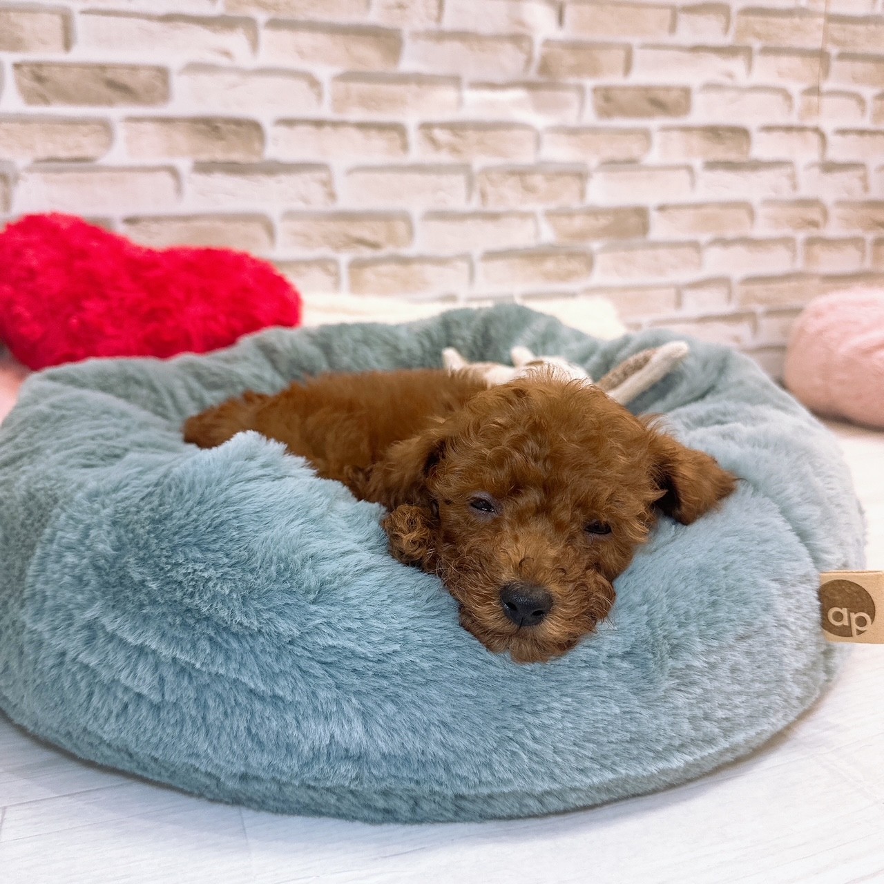 神奈川県のトイプードル(トイ) (犬の家＆猫の里モザイクモール港北店/2025年8月17日生まれ/男の子/レッド)の子犬の2枚目の画像