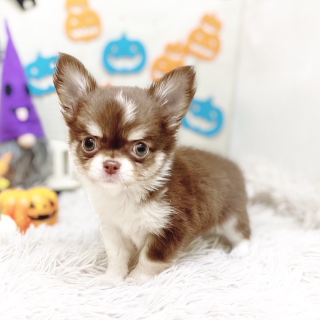 静岡県のチワワ(ロング) (犬の家＆猫の里藤枝店/2025年8月18日生まれ/男の子/チョコレート、クリーム&ホワイト)の子犬の1枚目の画像