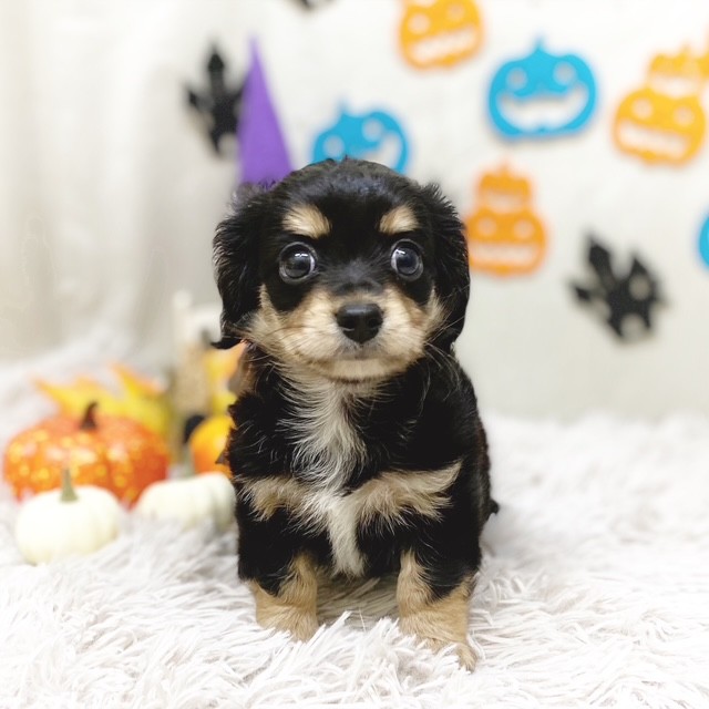 静岡県のチワックス(チワワ×ダックス) (犬の家＆猫の里藤枝店/2025年8月18日生まれ/女の子/ブラックタン)の子犬の1枚目の画像