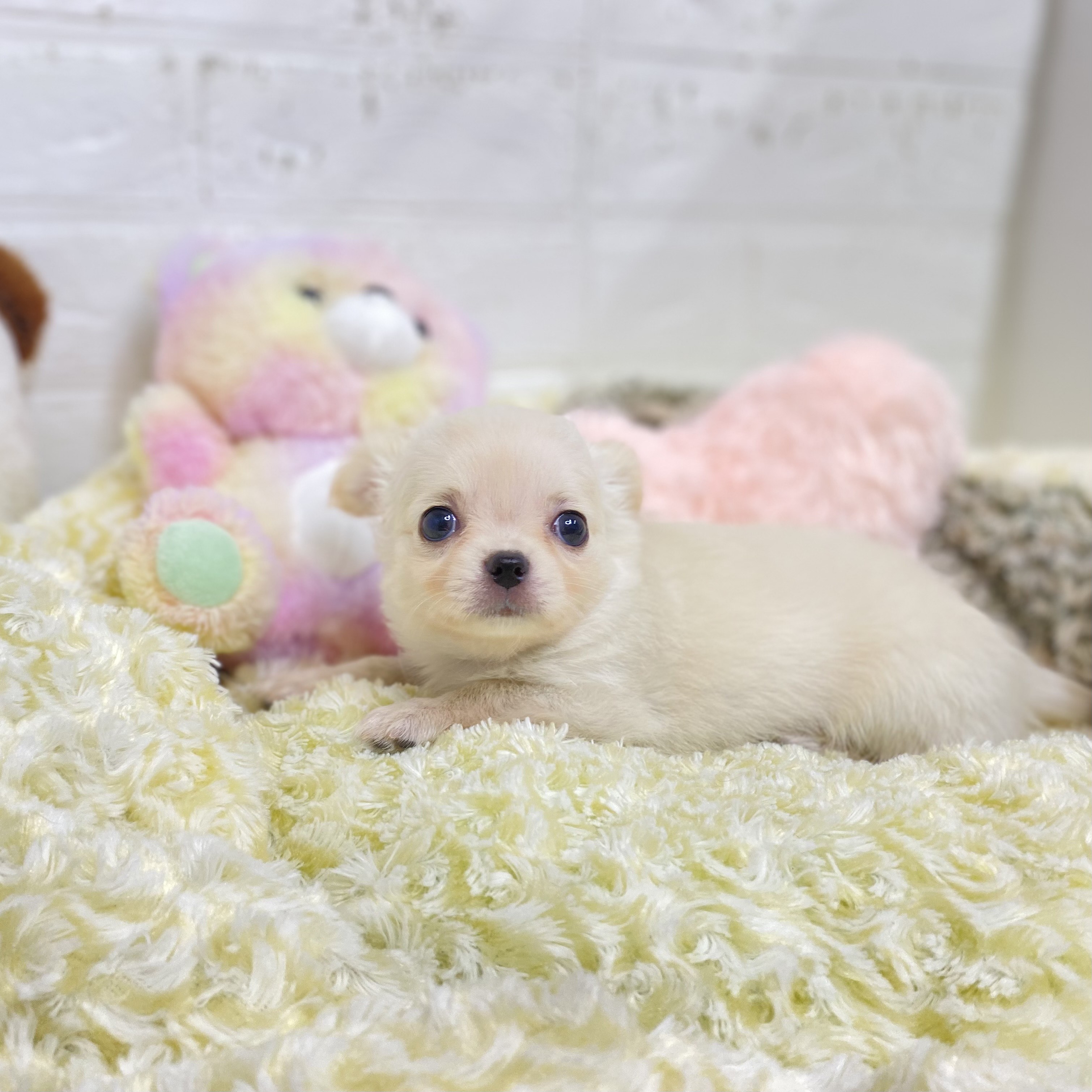 長野県のチワワ(ロング) (犬の家＆猫の里長野店/2025年8月18日生まれ/女の子/クリーム)の子犬の2枚目の画像