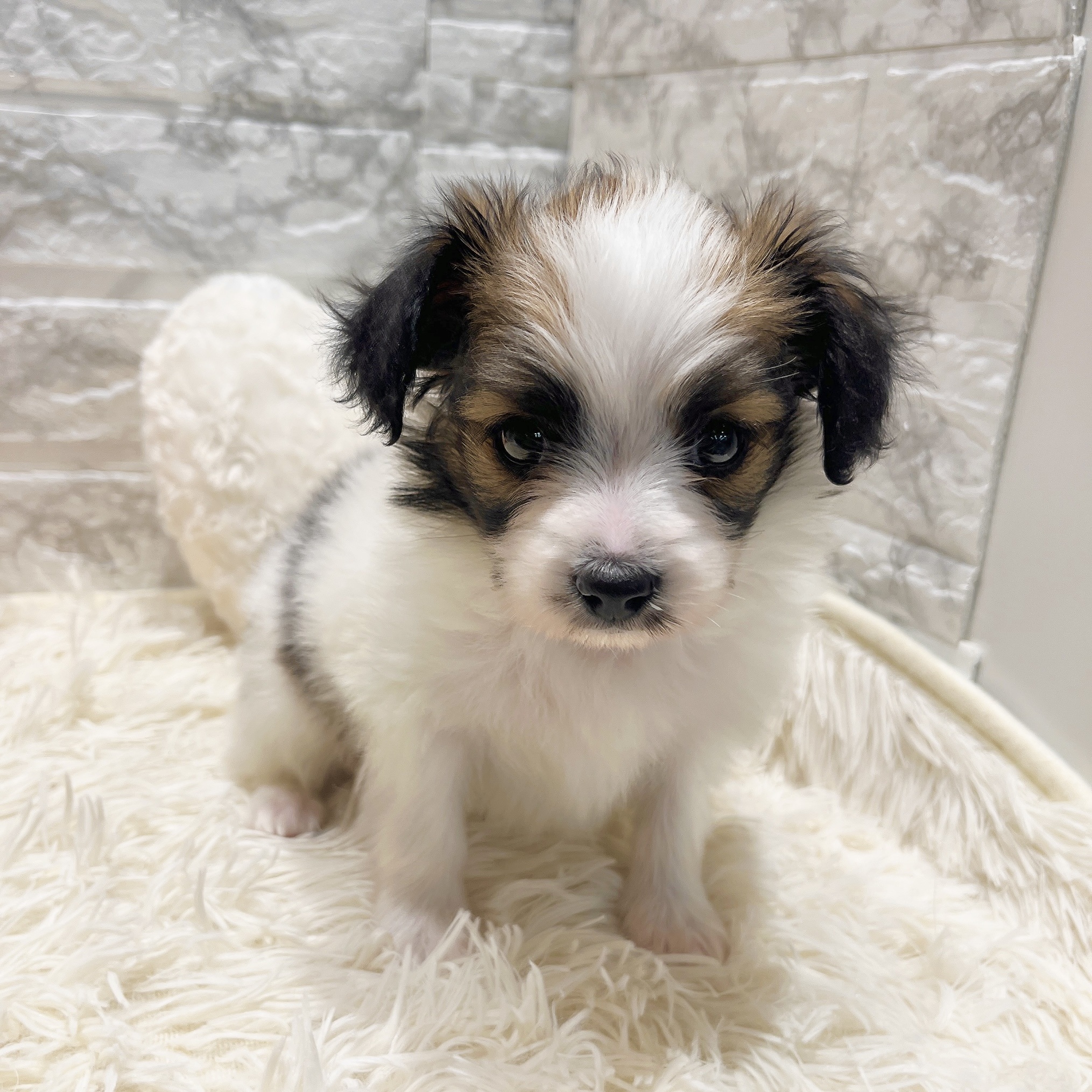 愛知県のパピヨン (犬の家＆猫の里MiO香久山店/2025年8月19日生まれ/男の子/ホワイトブラウン)の子犬の2枚目の画像