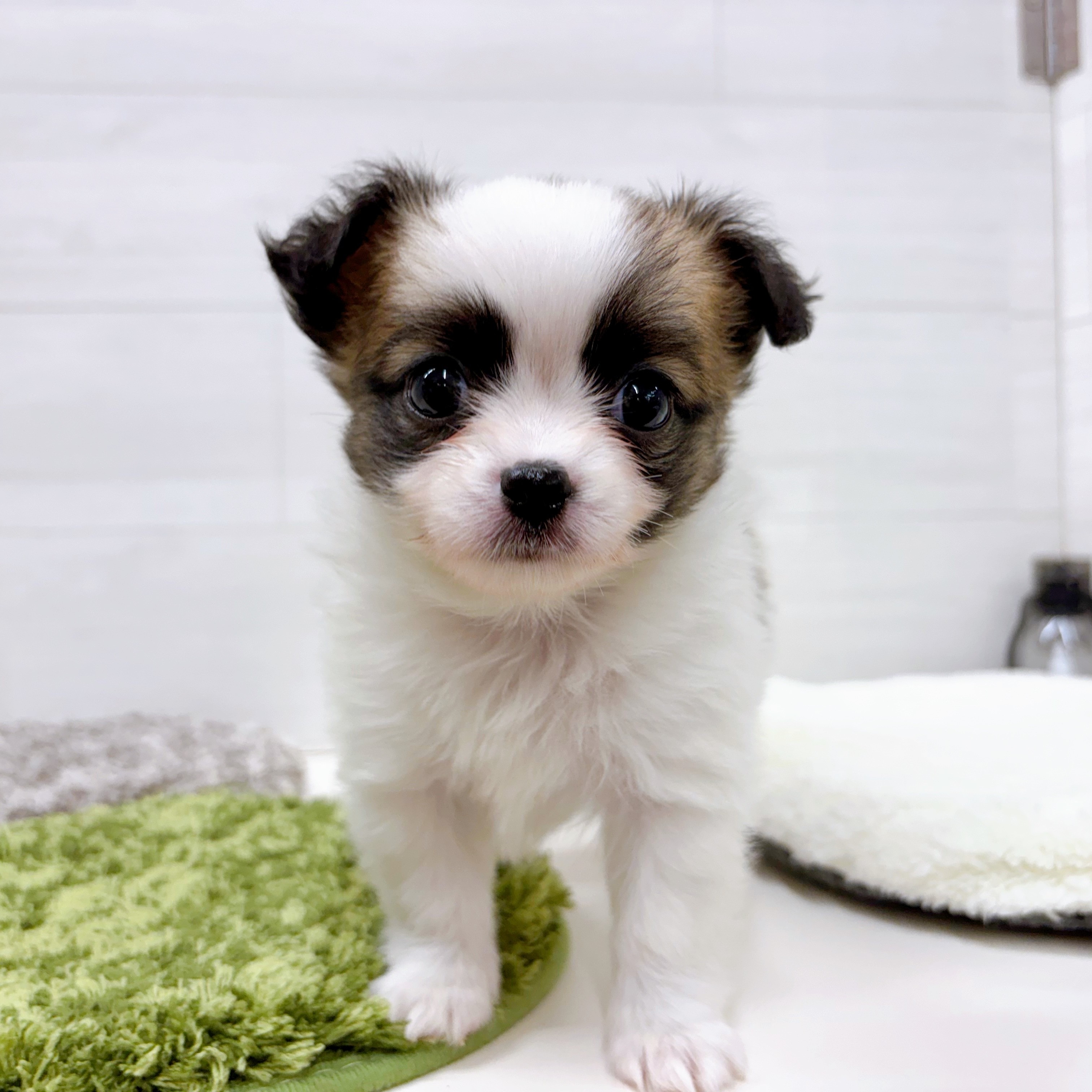 パピチー/チワパピ(パピヨン×チワワ)(ホワイト(白)系)の子犬を価格や