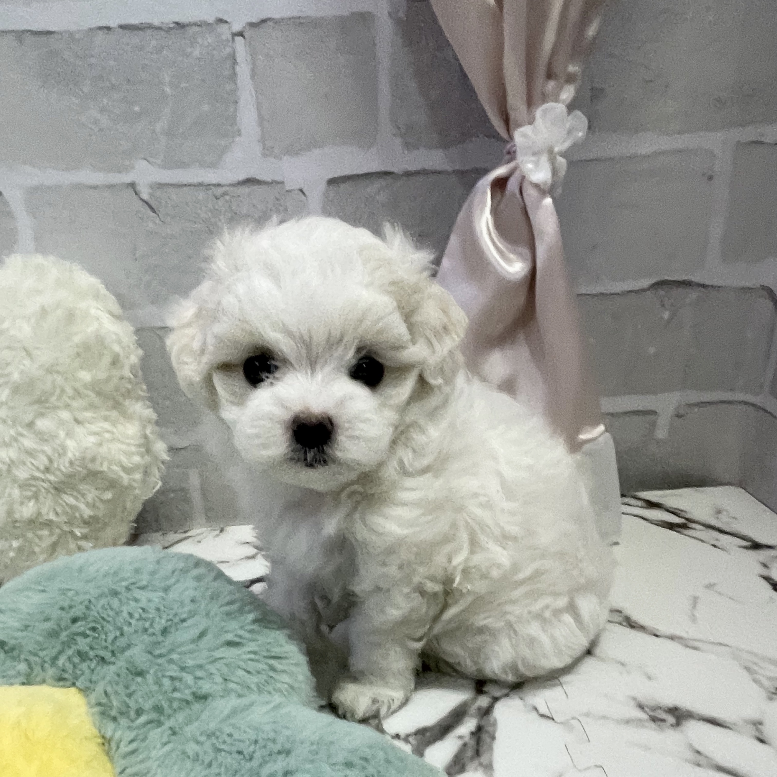 愛知県のマルチーズ (犬の家＆猫の里岡崎店/2025年8月19日生まれ/女の子/ホワイト)の子犬の2枚目の画像