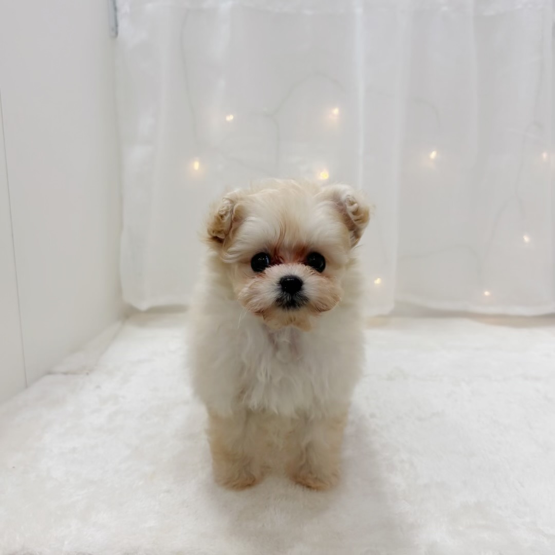千葉県のポメプー(ポメラニアン×プードル) (犬の家＆猫の里BIGHOPガーデンモール印西店/2025年8月18日生まれ/男の子/クリーム)の子犬の2枚目の画像