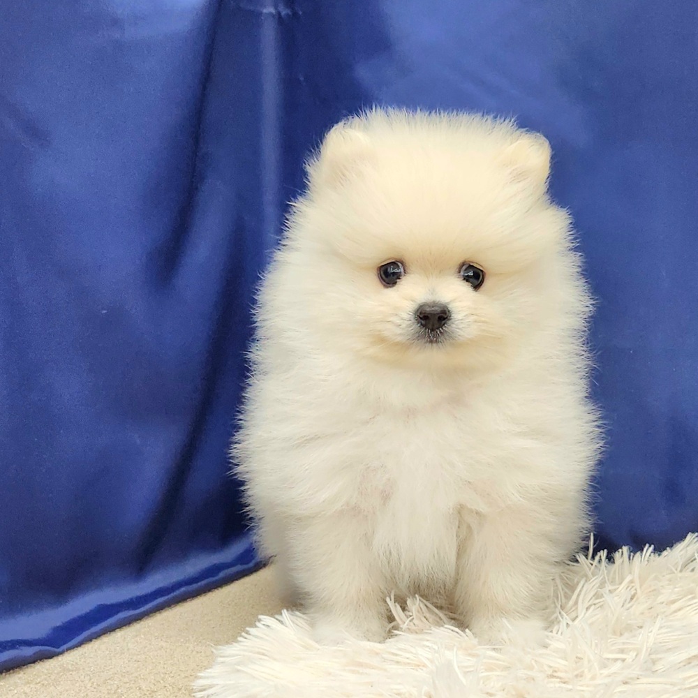 岐阜県のポメラニアン (犬の家&猫の里中津川店/2025年8月17日生まれ/男の子/クリーム)の子犬