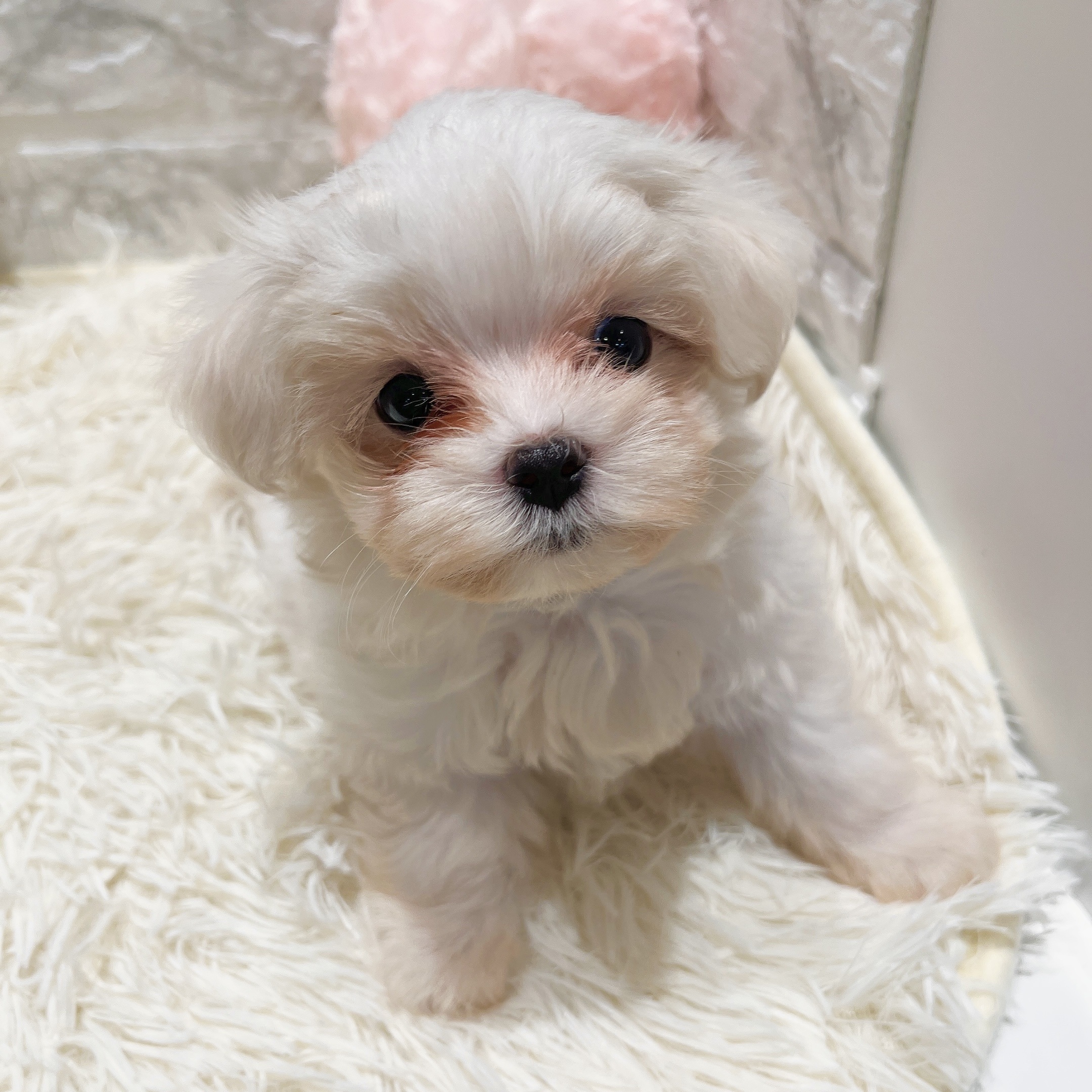 愛知県のマルチーズ (犬の家＆猫の里MiO香久山店/2025年8月18日生まれ/女の子/ホワイト)の子犬の2枚目の画像