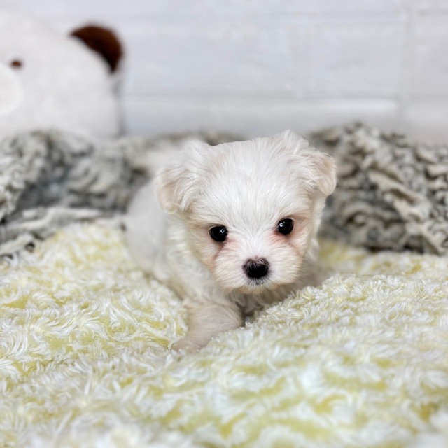 長野県のマルチーズ (犬の家＆猫の里塩尻店/2025年8月18日生まれ/女の子/ホワイト)の子犬の2枚目の画像