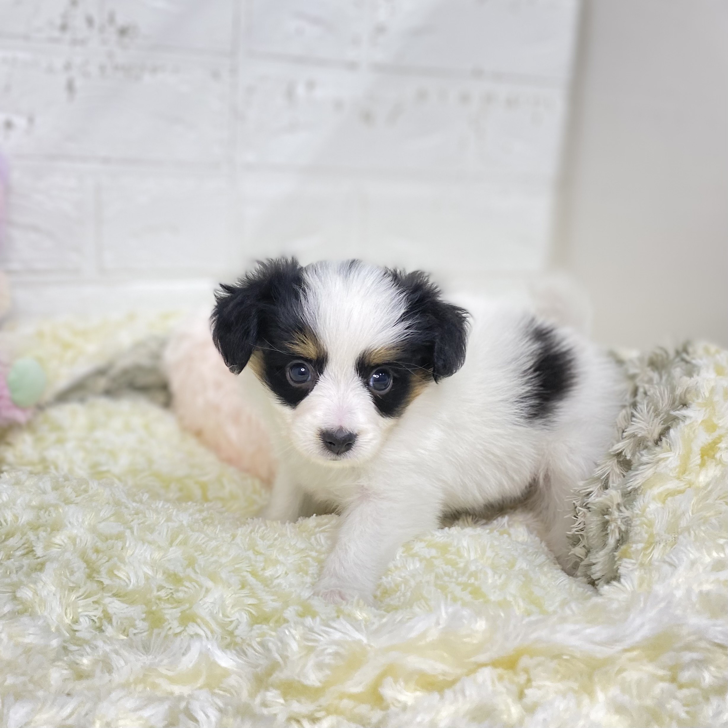 長野県のパピヨン (犬の家＆猫の里塩尻店/2025年8月17日生まれ/女の子/トライカラー)の子犬の2枚目の画像