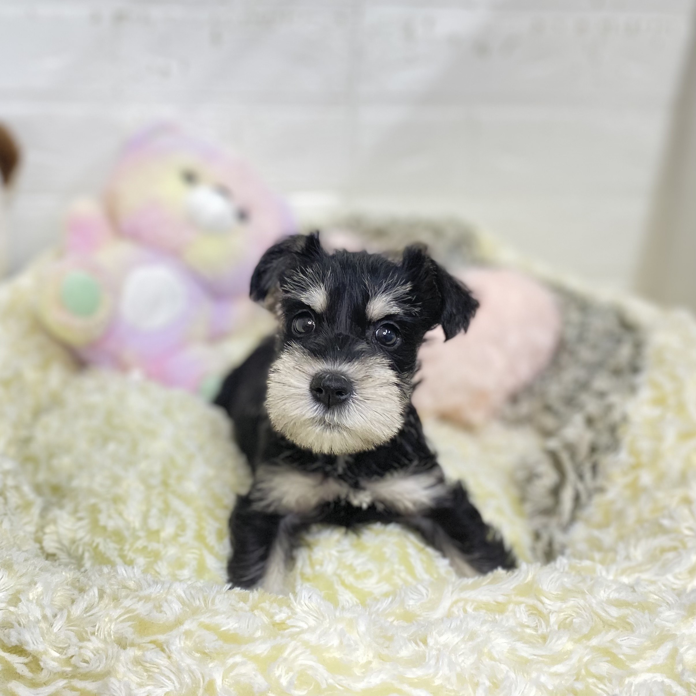 長野県のミニチュアシュナウザー (犬の家＆猫の里長野店/2025年8月18日生まれ/女の子/ブラックシルバー)の子犬の2枚目の画像
