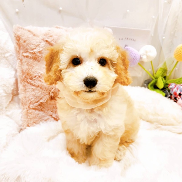 福井県のビションプー(ビションフリーゼ×プードル) (犬の家＆猫の里福井店/2025年8月18日生まれ/女の子/クリーム)の子犬の2枚目の画像