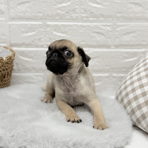 愛知県のパグ (犬の家＆猫の里豊川インター店/2025年8月19日生まれ/男の子/フォーン)の子犬の2枚目の画像