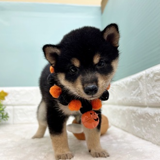 静岡県の豆柴 (犬の家＆猫の里マークイズ静岡店/2025年8月19日生まれ/女の子/黒)の子犬の2枚目の画像