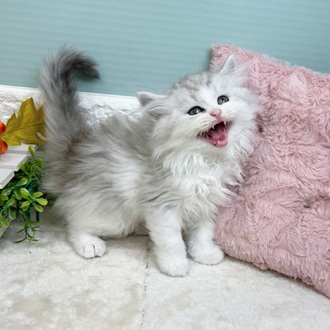 静岡県のラガマフィン (犬の家＆猫の里マークイズ静岡店/2025年8月19日生まれ/男の子/シェーデットシルバー)の子猫の1枚目の画像