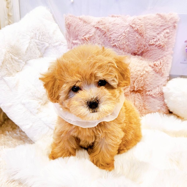 福井県のマルプー(マルチーズ×プードル) (犬の家＆猫の里福井店/2025年8月18日生まれ/女の子/アプリコット)の子犬の1枚目の画像