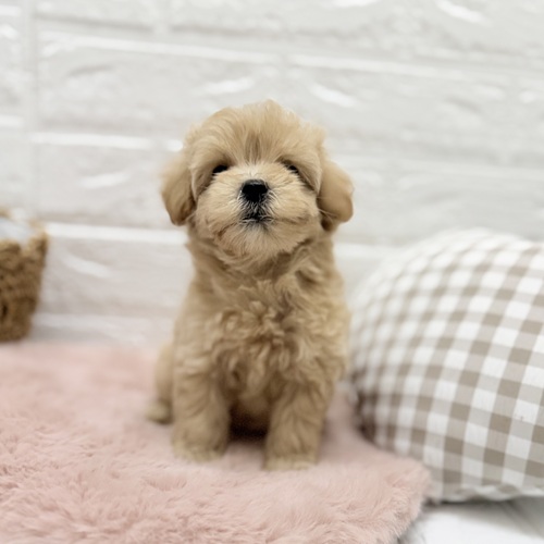 愛知県のマルプー(マルチーズ×プードル) (犬の家＆猫の里豊川インター店/2025年8月18日生まれ/女の子/アプリコット)の子犬の1枚目の画像