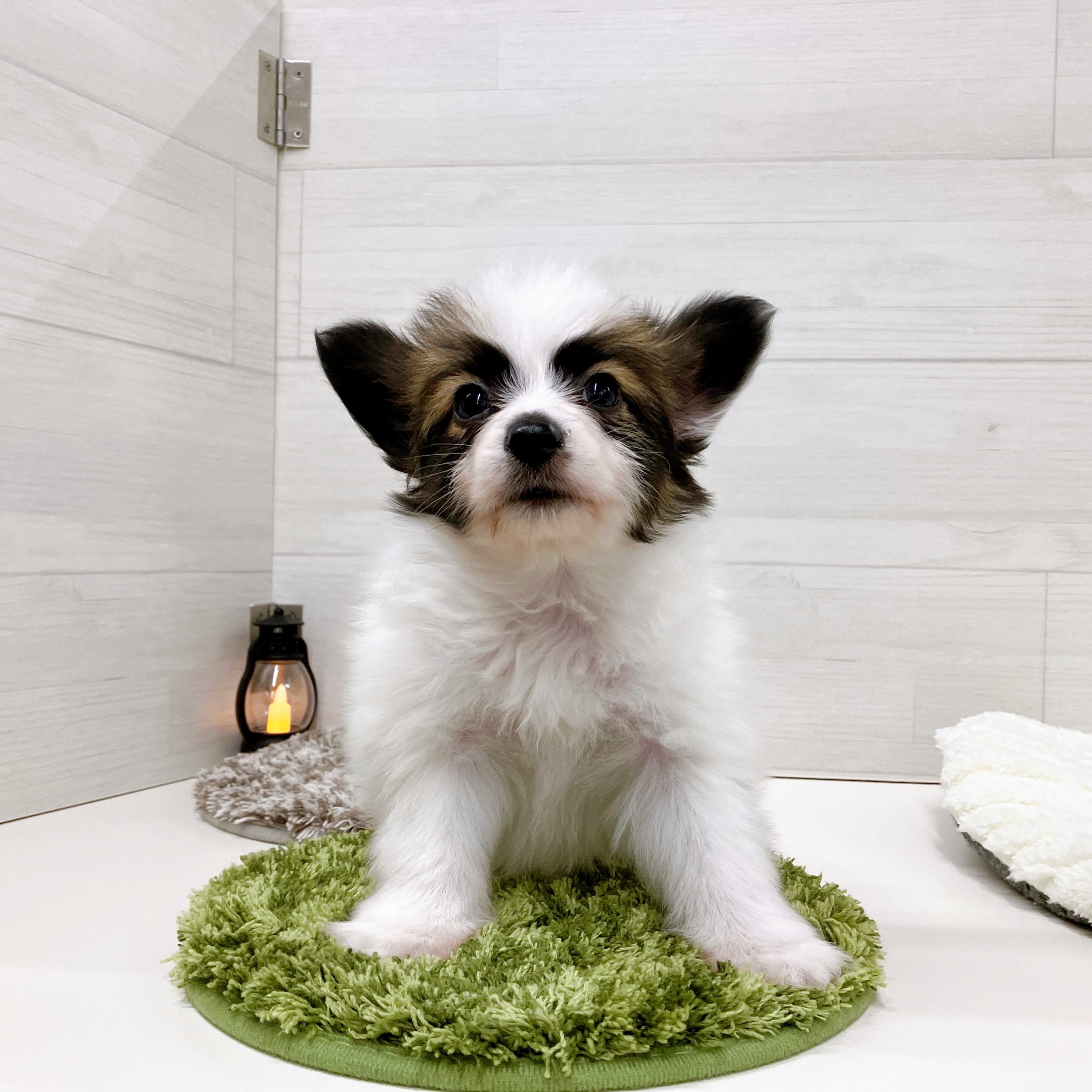 ★パピヨン①〜⑨★ Partner's パピヨン －オリジナルミニチュア3Dフィギュア