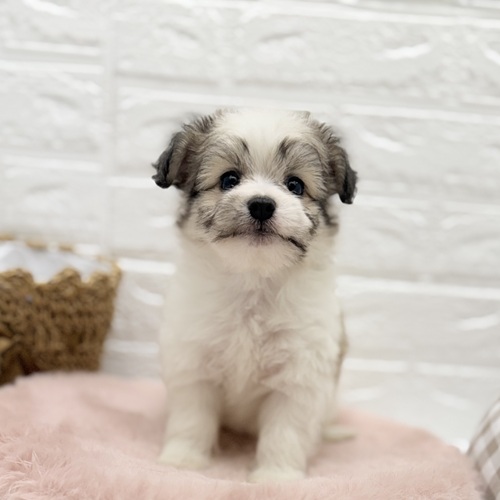 愛知県のハーフ犬・ミックス犬 (犬の家＆猫の里豊川インター店/2025年8月17日生まれ/女の子/ホワイトブラウン)の子犬の1枚目の画像