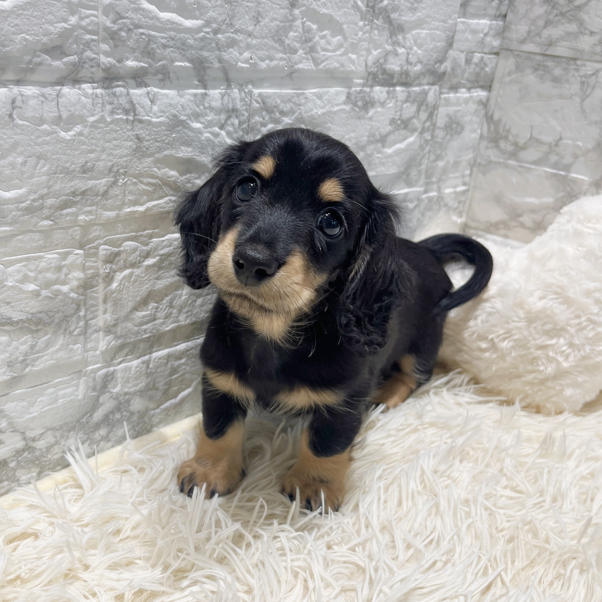 愛知県のカニンヘンダックスフンド(ロング) (犬の家＆猫の里MiO香久山店/2025年8月18日生まれ/男の子/ブラッククリーム)の子犬の1枚目の画像