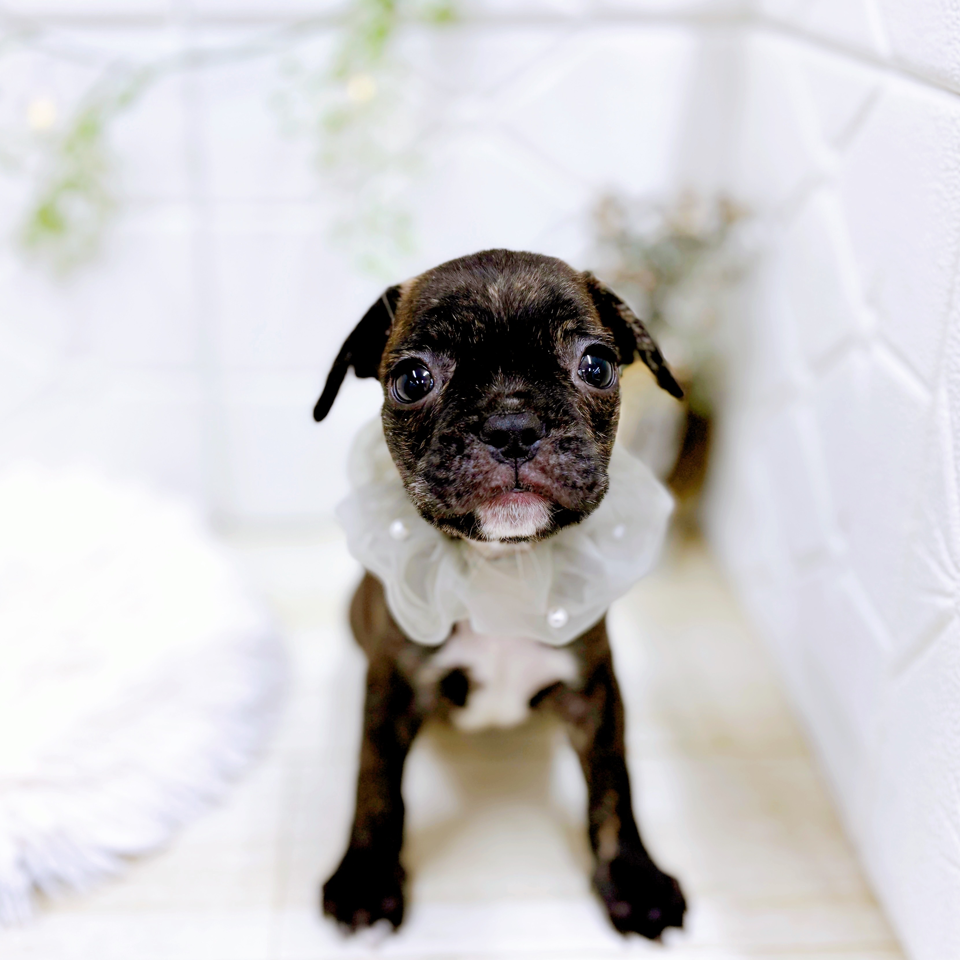 福井県のフレンチブルドッグ (犬の家＆猫の里アミーゴ福井店/2025年8月19日生まれ/男の子/ブリンドル)の子犬の1枚目の画像