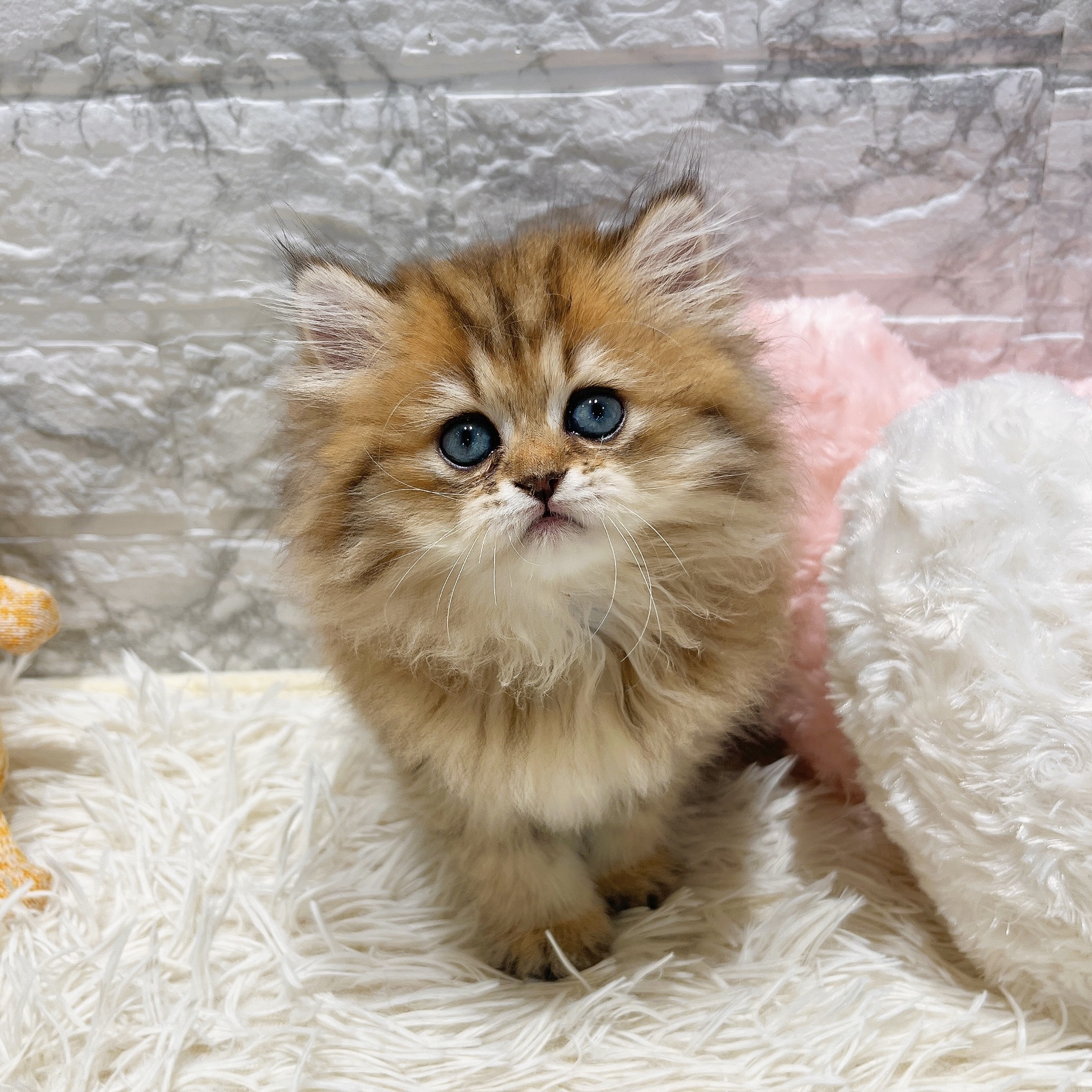 愛知県のペルシャ (犬の家＆猫の里MiO香久山店/2025年8月18日生まれ/女の子/チンチラゴールデン)の子猫の1枚目の画像
