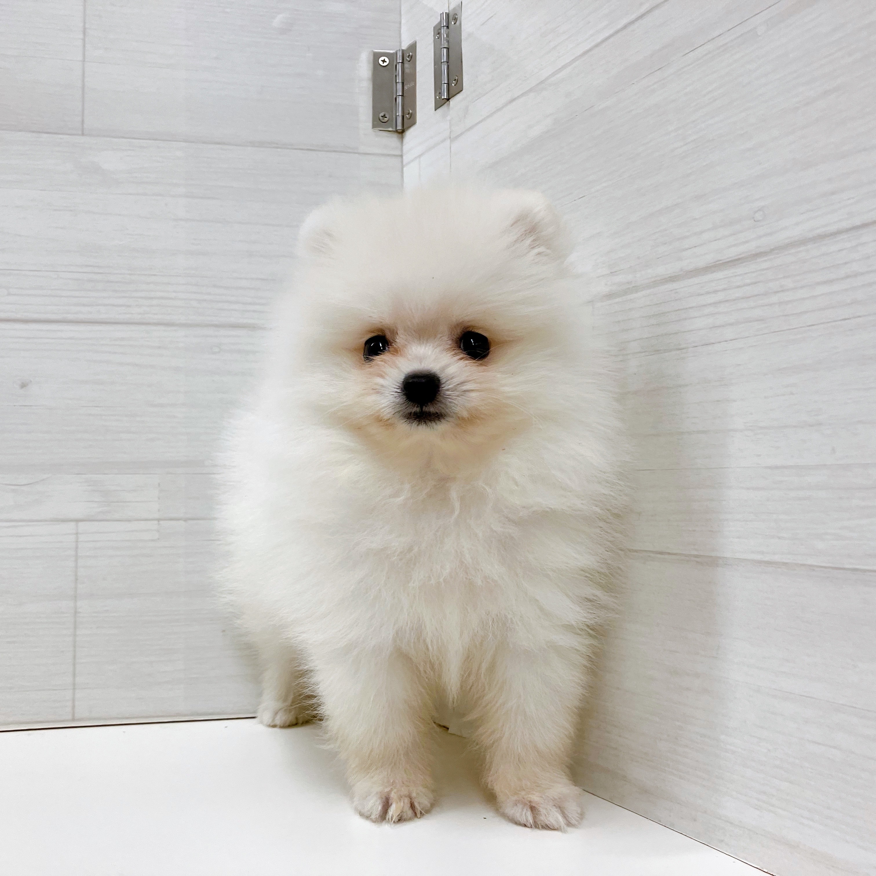 石川県のポメラニアン (犬の家＆猫の里アミーゴ金沢おこばた店/2025年8月18日生まれ/男の子/クリーム)の子犬の2枚目の画像