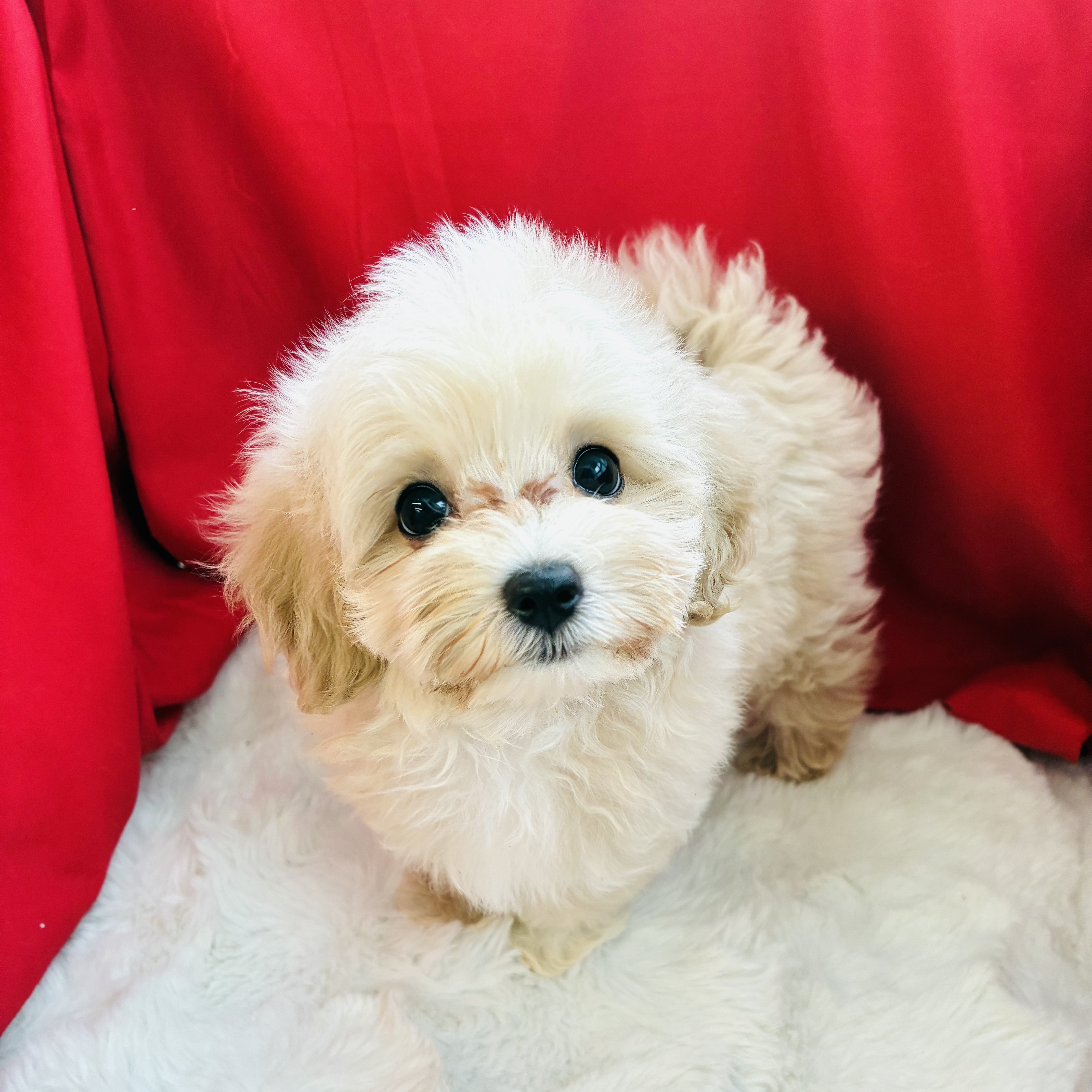 愛知県のマルプー(マルチーズ×プードル) (犬の家＆猫の里愛知刈谷店/2025年8月18日生まれ/女の子/クリームホワイト)の子犬の2枚目の画像