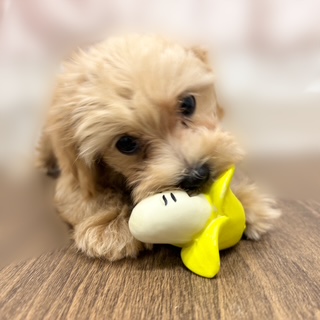 兵庫県のマルプー(マルチーズ×プードル) (犬の家&猫の里カナート西神戸店/2025年8月19日生まれ/男の子/アプリコット)の子犬の2枚目の画像