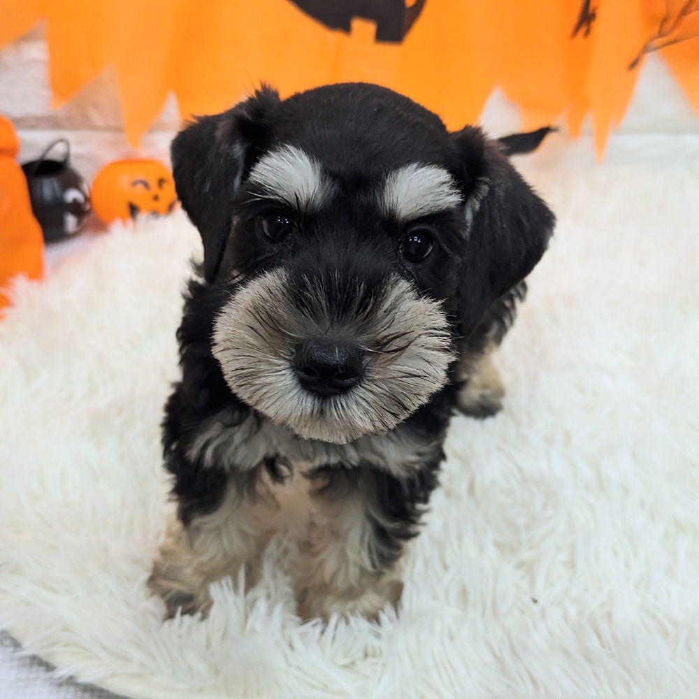 愛知県のミニチュアシュナウザー (犬の家＆猫の里MEGAドン・キホーテ東海名和店/2025年8月20日生まれ/女の子/ブラックシルバー)の子犬の2枚目の画像