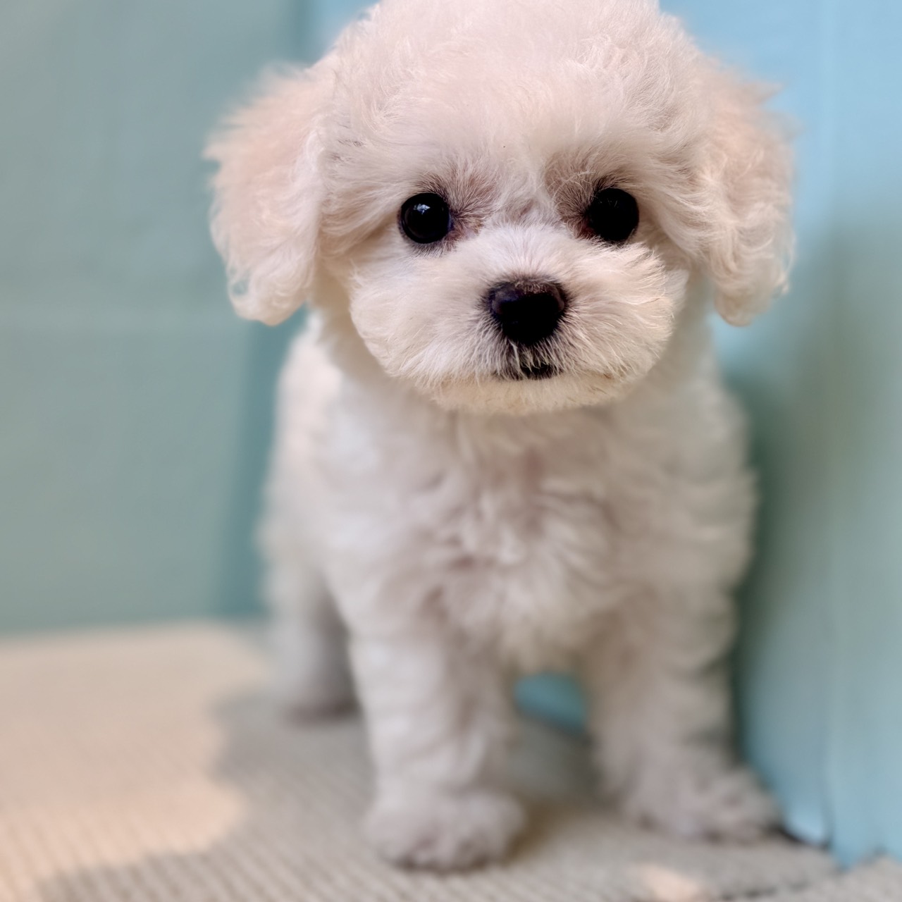 長野県のビションフリーゼ (犬の家＆猫の里長野店/2025年8月20日生まれ/女の子/ホワイト)の子犬の2枚目の画像