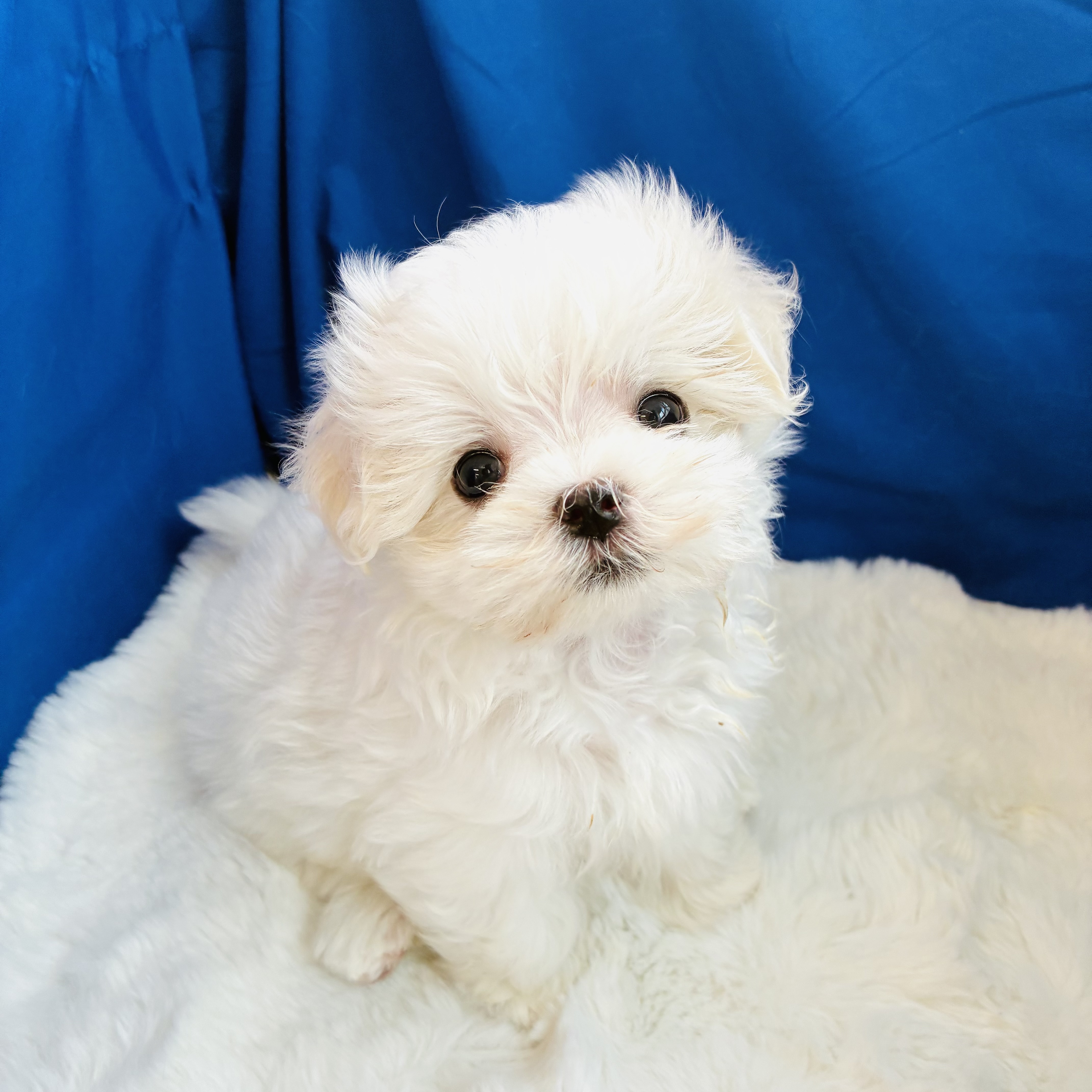 愛知県のマルチーズ (犬の家＆猫の里愛知刈谷店/2025年8月11日生まれ/男の子/ホワイト)の子犬の1枚目の画像