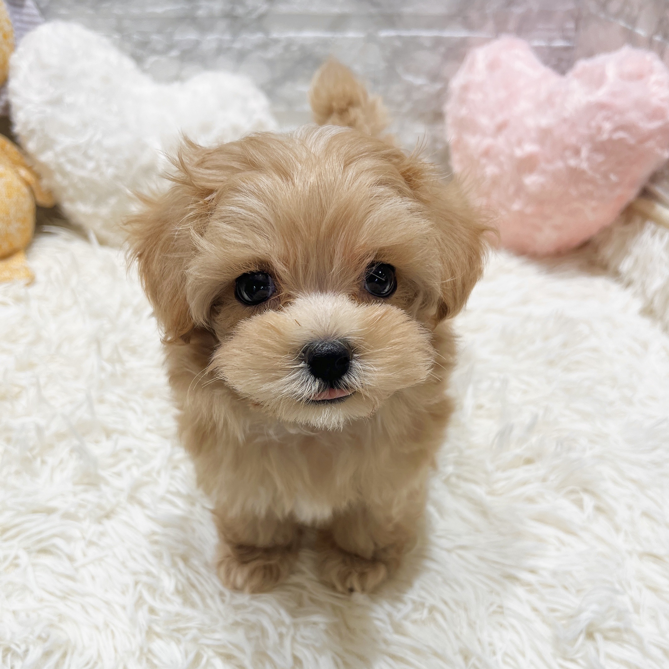 愛知県のマルプー(マルチーズ×プードル) (犬の家＆猫の里MiO香久山店/2025年8月20日生まれ/男の子/アプリコット)の子犬の1枚目の画像