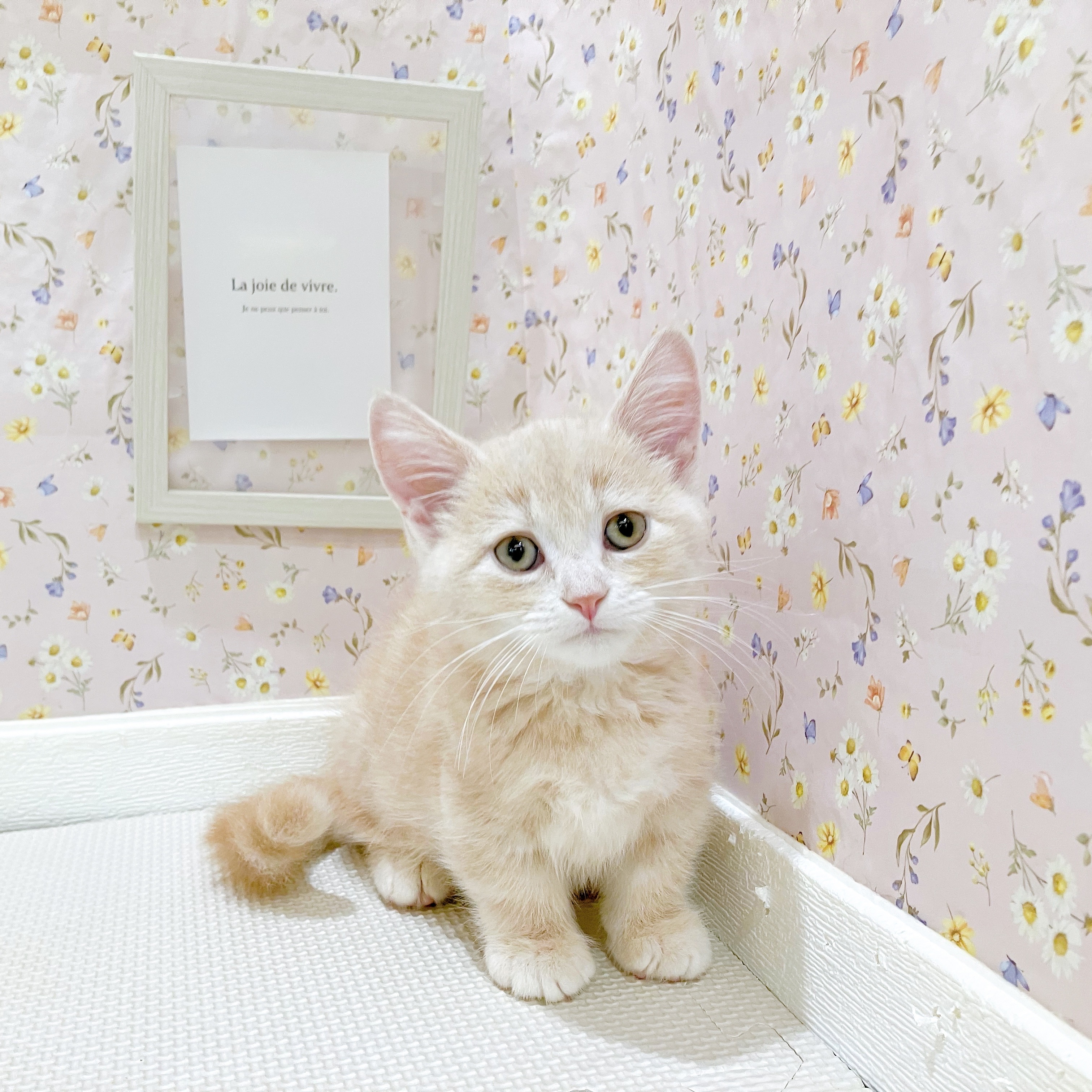 石川県のマンチカン (犬の家＆猫の里金沢店/2025年8月20日生まれ/男の子/クリームタビー)の子猫の1枚目の画像