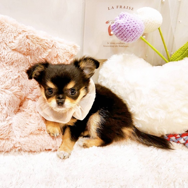 福井県のチワワ(ロング) (犬の家＆猫の里福井店/2025年8月21日生まれ/女の子/ブラッククリーム)の子犬の2枚目の画像