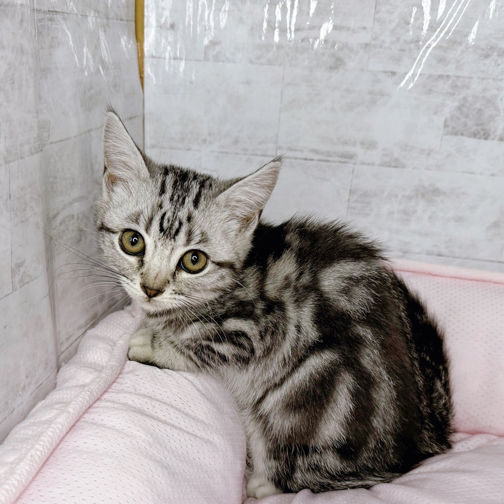 長野県のアメリカンショートヘアー (犬の家＆猫の里塩尻店/2025年8月20日生まれ/女の子/シルバータビー)の子猫の2枚目の画像