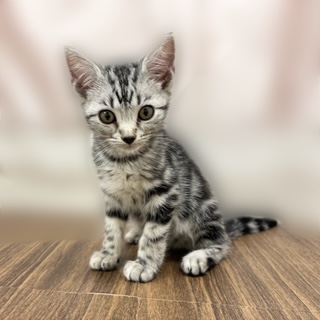 兵庫県のアメリカンショートヘアー (犬の家＆猫の里カナート西神戸店/2025年8月20日生まれ/女の子/シルバータビー)の子猫の2枚目の画像