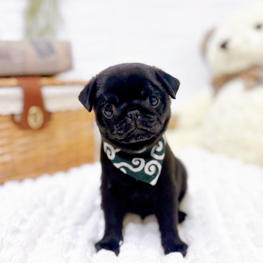 元住吉ブレーメン通り店（神奈川県）のパグの子犬一覧 | ペット