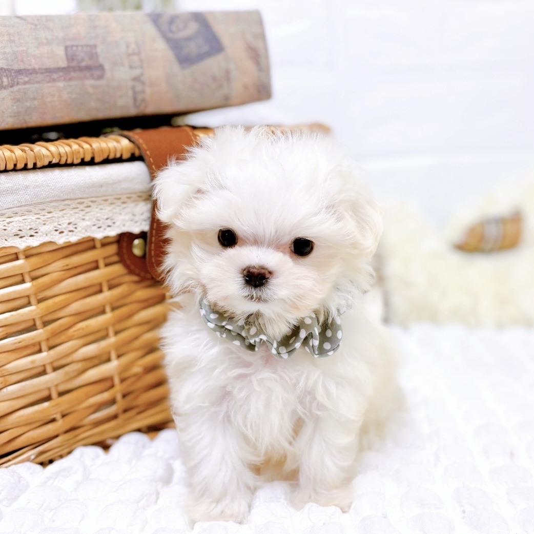 滋賀県のマルチーズ (犬の家＆猫の里近江八幡店/2025年8月18日生まれ/男の子/ホワイト)の子犬の1枚目の画像