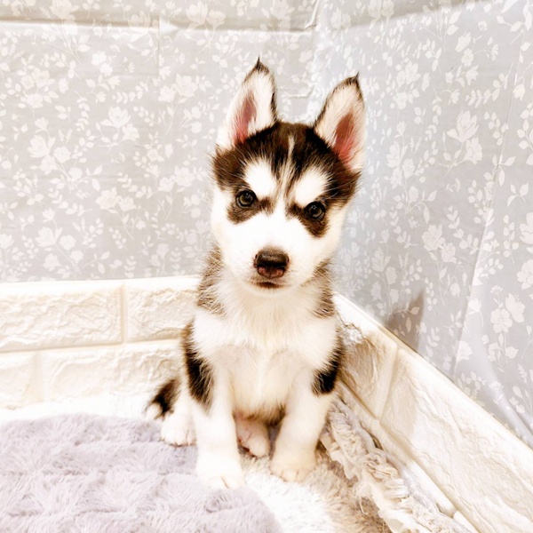 福井県のシベリアンハスキー (犬の家＆猫の里福井店/2025年8月21日生まれ/男の子/ブラックホワイト)の子犬の1枚目の画像