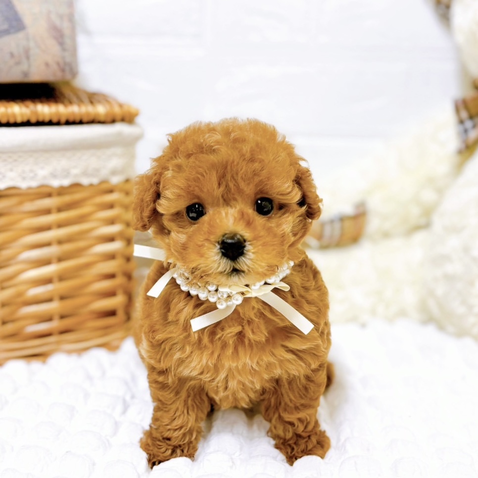 滋賀県のトイプードル(トイ) (犬の家＆猫の里近江八幡店/2025年8月20日生まれ/女の子/レッドフォーン)の子犬の1枚目の画像