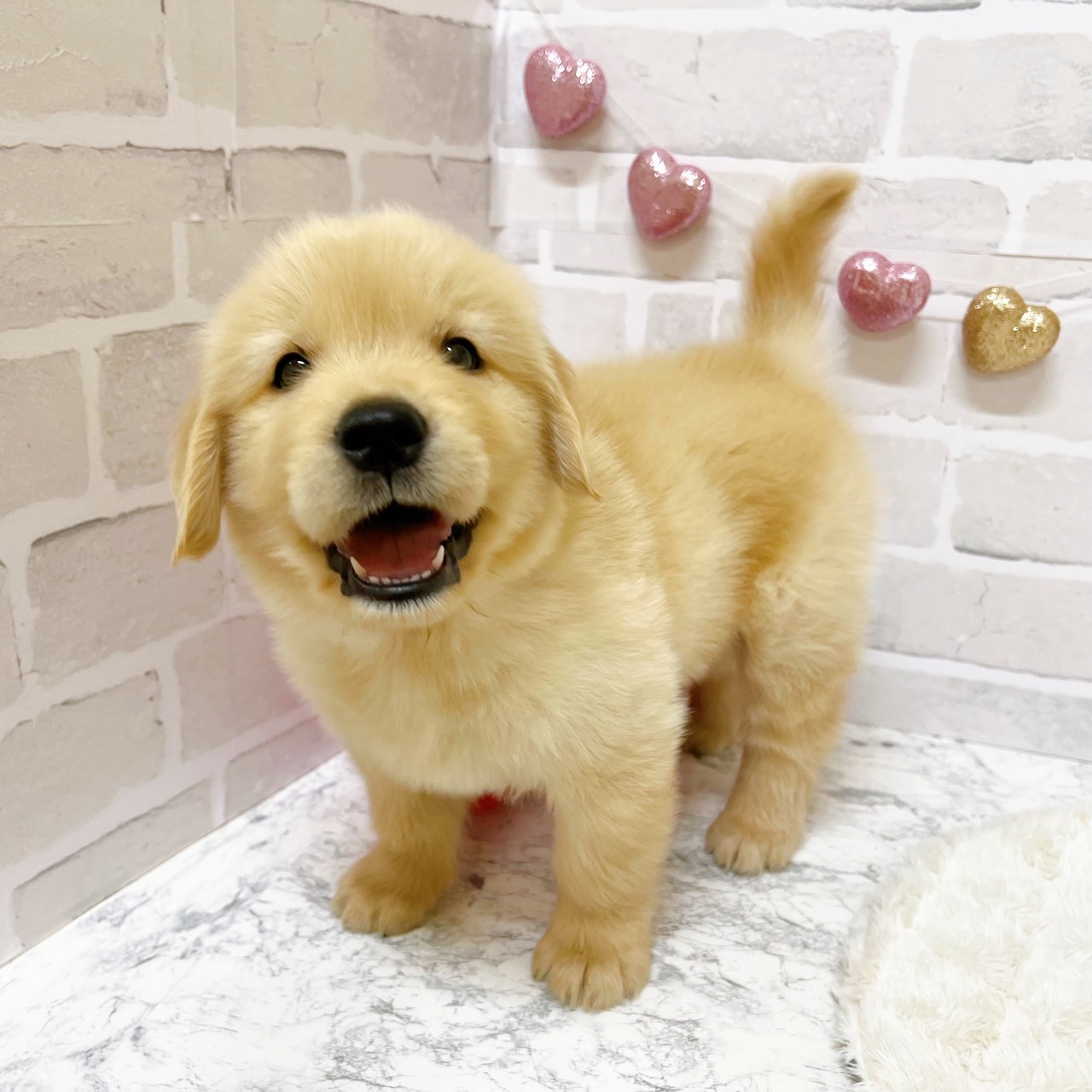 京都府のゴールデンレトリバー (犬の家＆猫の里京都精華店/2025年8月21日生まれ/男の子/ゴールデン)の子犬の2枚目の画像
