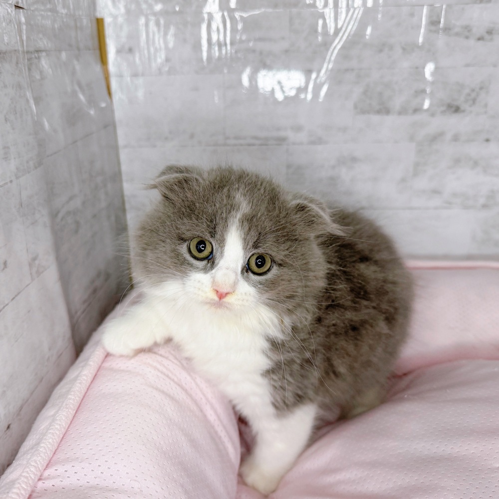 愛知県のスコティッシュフォールド (犬の家＆猫の里一宮店/2025年8月20日生まれ/男の子/ブルータビーホワイト)の子猫の2枚目の画像