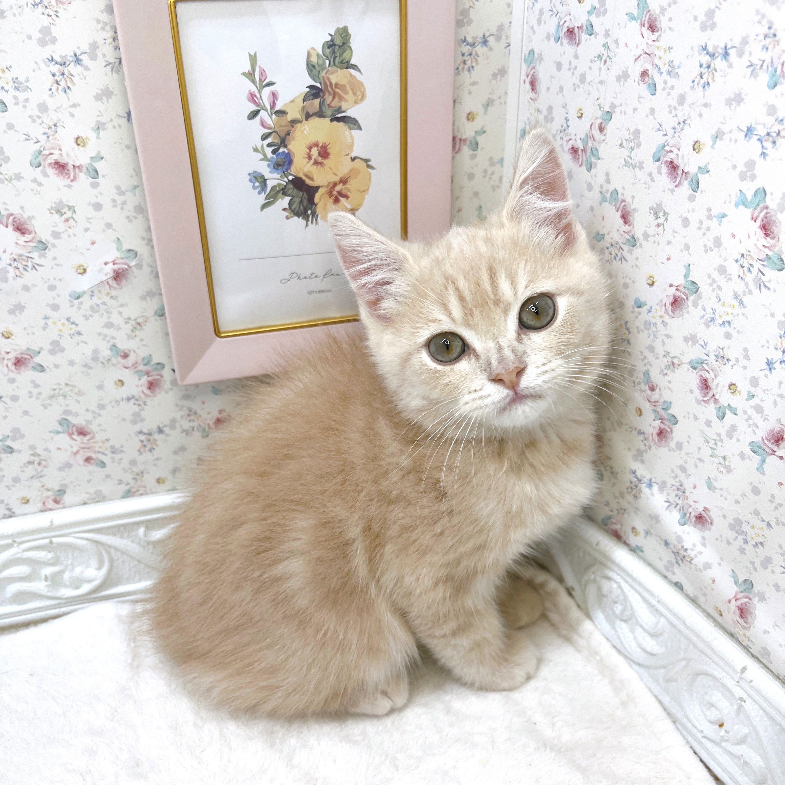 石川県のスコティッシュストレート (犬の家＆猫の里アミーゴ金沢有松店/2025年8月20日生まれ/男の子/クリームタビー)の子猫の1枚目の画像