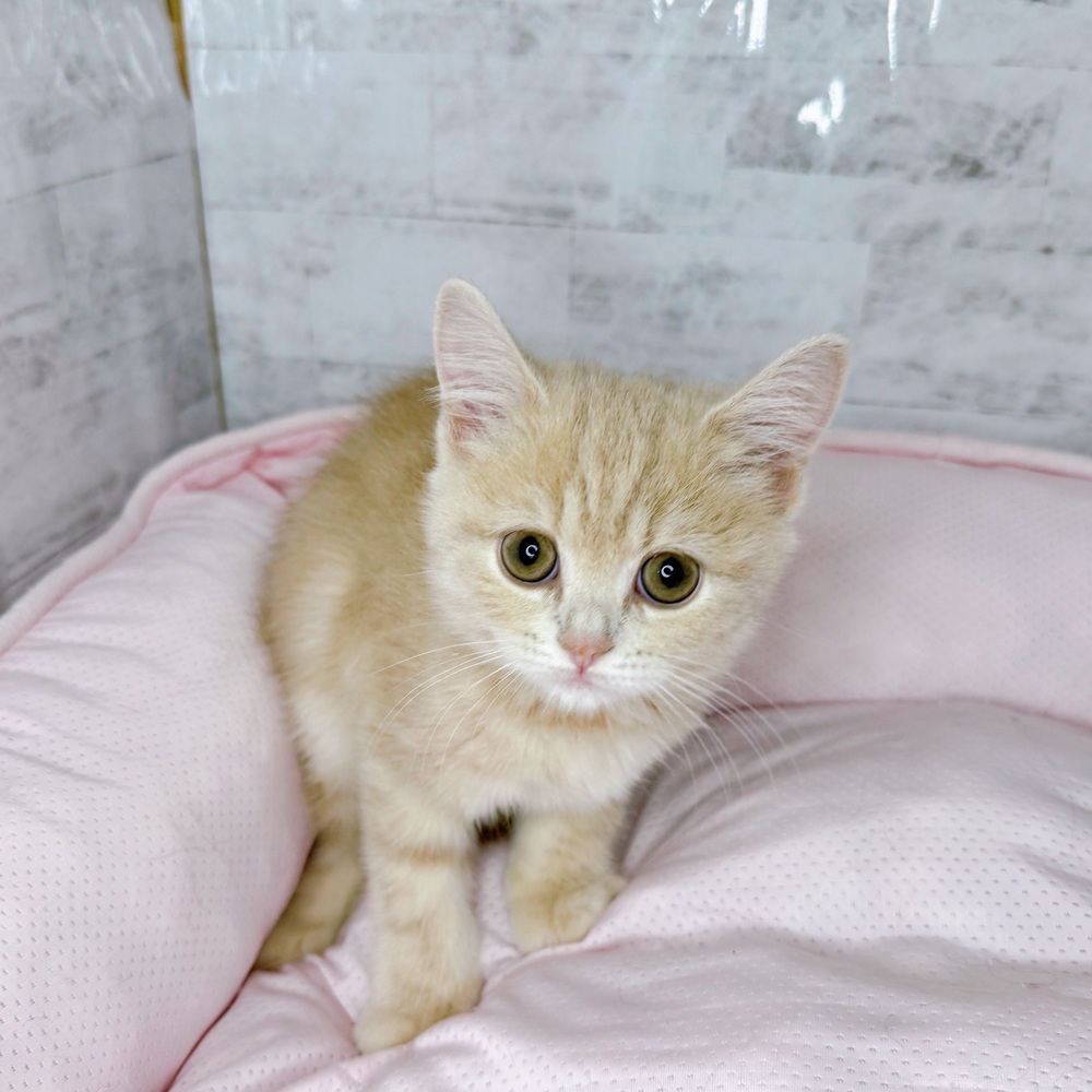 長野県のスコティッシュストレート (犬の家＆猫の里塩尻店/2025年8月20日生まれ/女の子/クリームタビー)の子猫の2枚目の画像