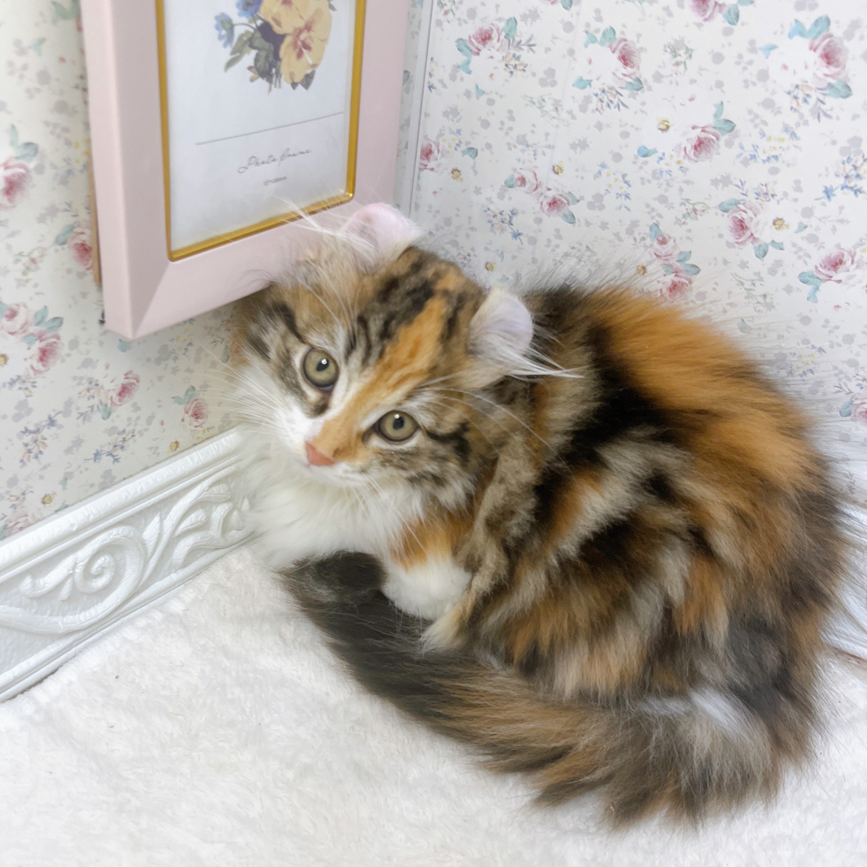 石川県のアメリカンカール (犬の家＆猫の里アミーゴ金沢有松店/2025年8月21日生まれ/女の子/ブラウンパッチドタビーホワイト)の子猫の1枚目の画像