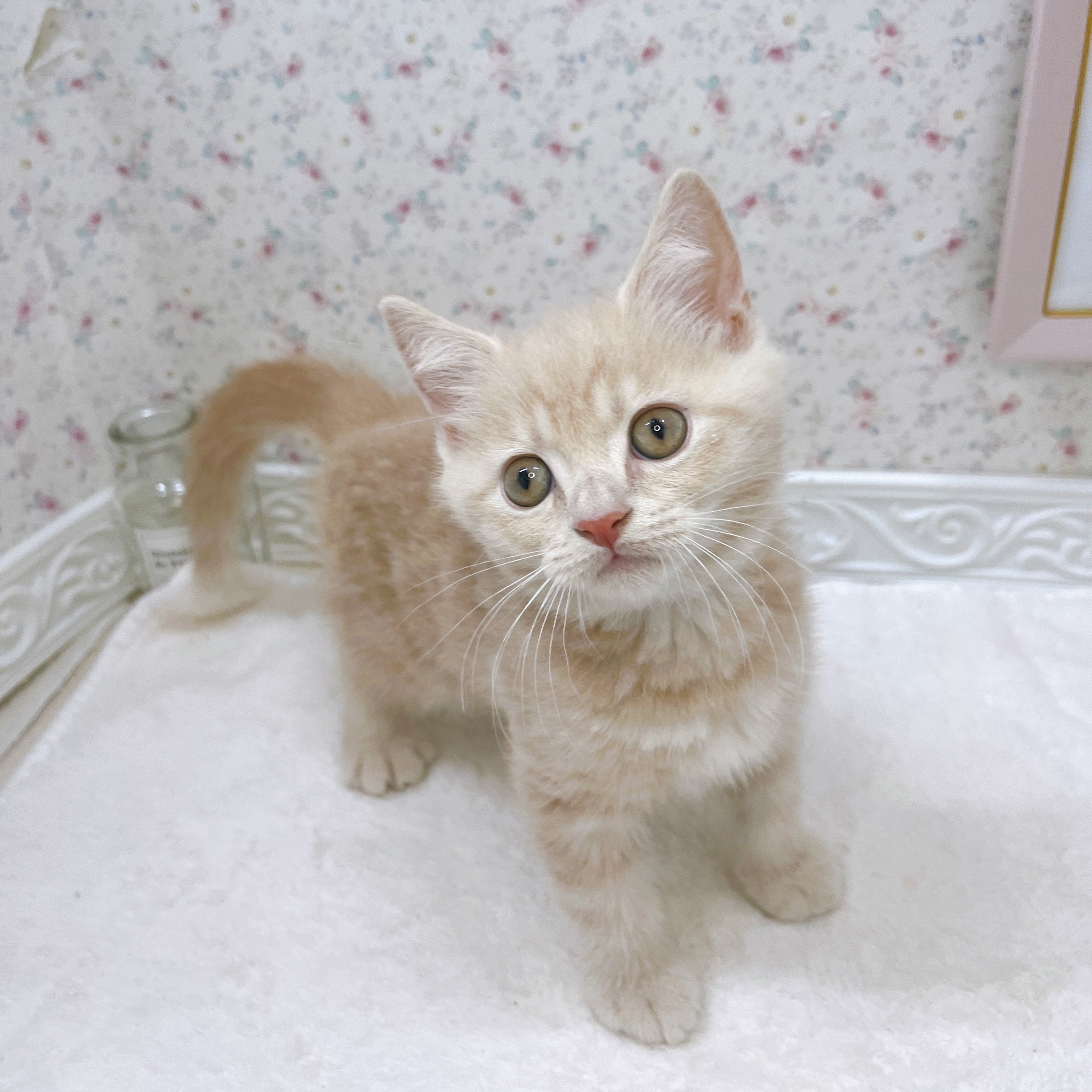 石川県のマンチカン (犬の家＆猫の里アミーゴ金沢有松店/2025年8月20日生まれ/男の子/クリームタビー)の子猫の1枚目の画像