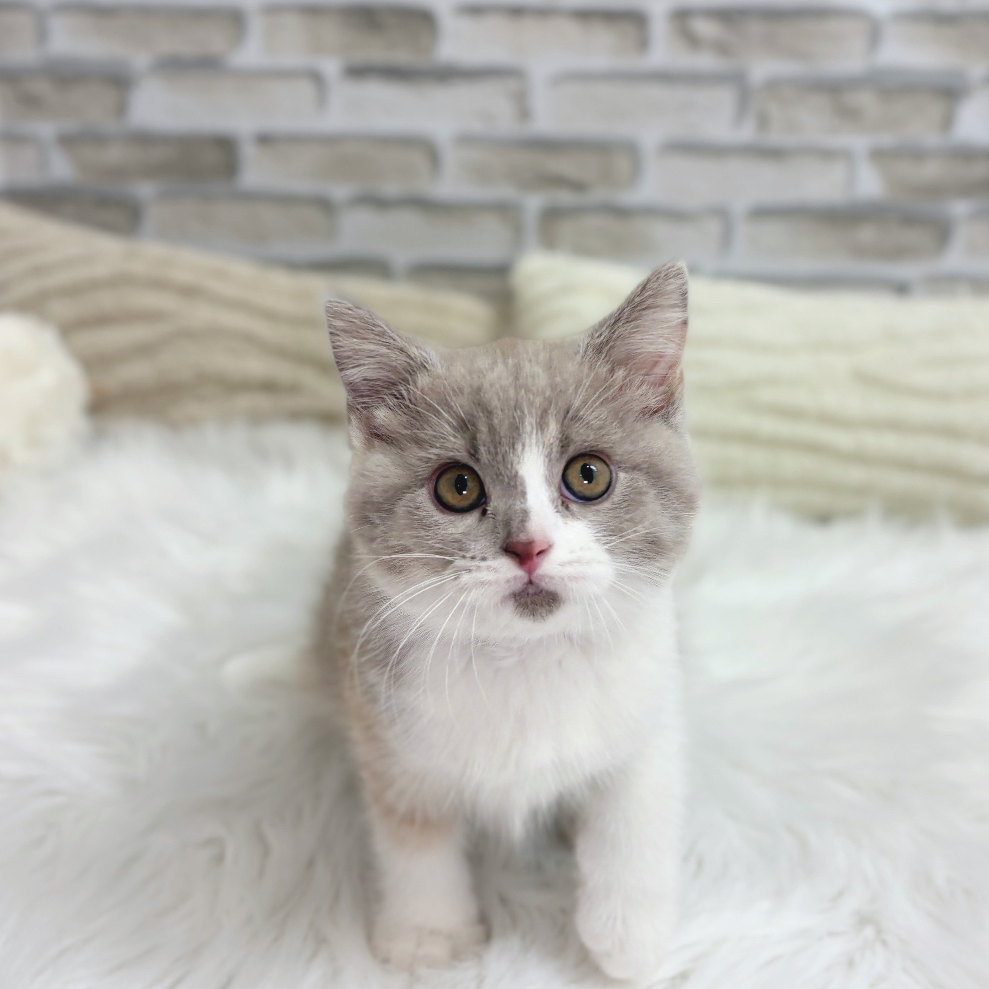 神奈川県のブリティッシュショートヘアー (犬の家&猫の里モザイクモール港北店/2025年8月8日生まれ/女の子/ライラッククリーム&ホワイト)の子猫の1枚目の画像