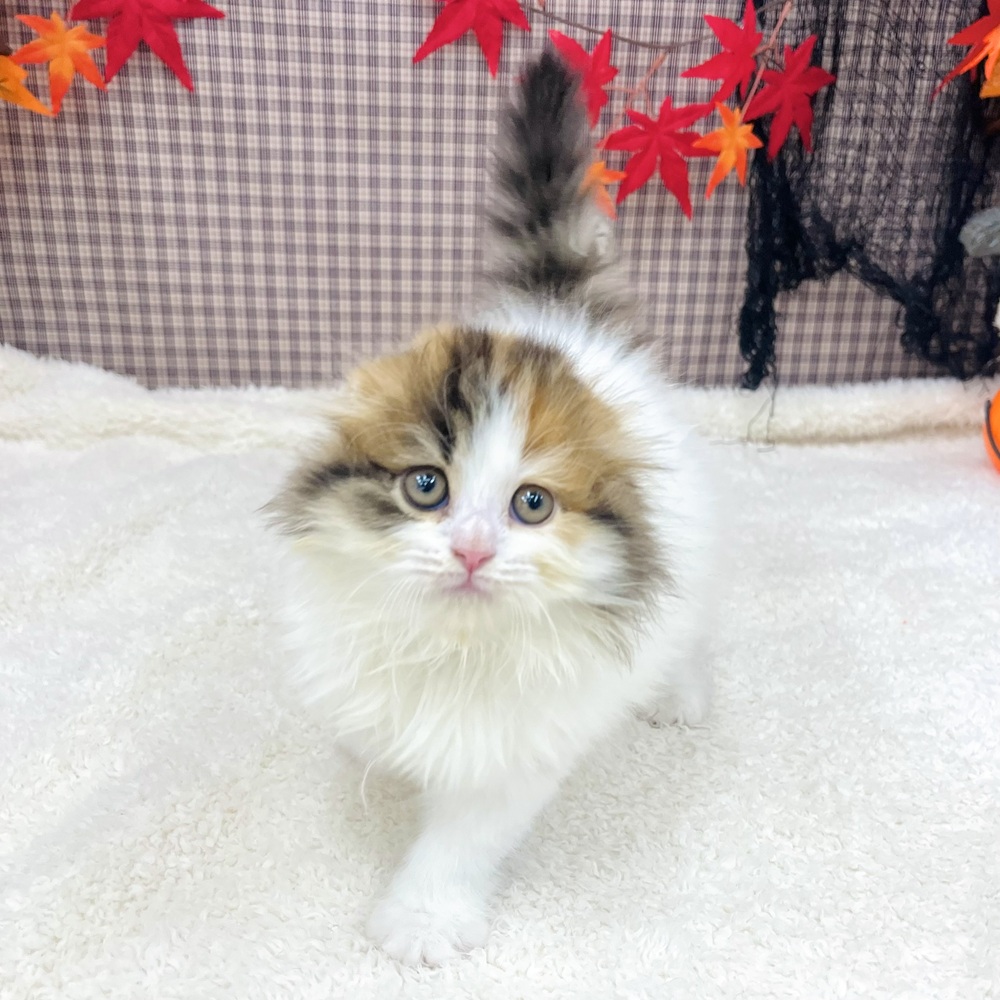 愛知県のスコティッシュフォールド (犬の家&猫の里エアポートウォーク店/2025年8月21日生まれ/女の子/ブラウンパッチドタビーホワイト)の子猫の2枚目の画像