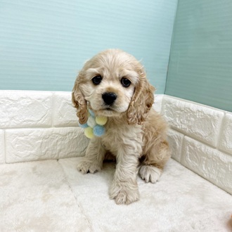 静岡県のアメリカンコッカースパニエル (犬の家＆猫の里マークイズ静岡店/2025年8月19日生まれ/男の子/バフ)の子犬の2枚目の画像