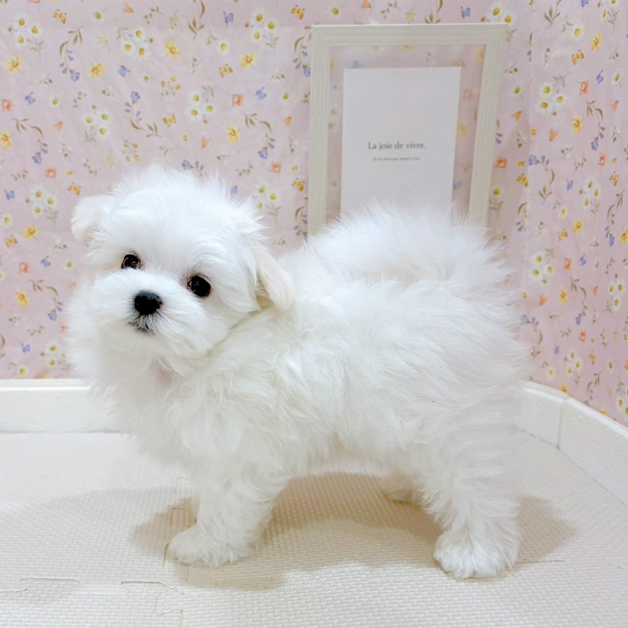 石川県のマルチーズ (犬の家＆猫の里金沢店/2025年8月22日生まれ/男の子/ホワイト)の子犬の2枚目の画像